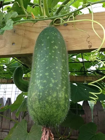 Wax Gourd Seeds 50+ Winter Melon White Ash Benincasa Hispida Heirloom Vegetable Seeds Bi Dao