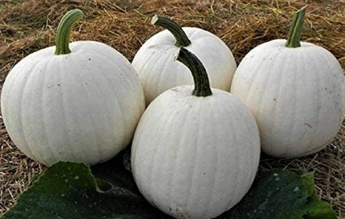 Casper White Pumpkin Seeds 5 Seeds Non-GMO Organic Cucurbita pepo