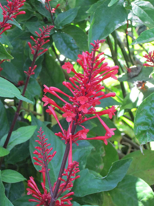 Fire Spike Red Rooted Starter Plant - Odontonema strictum - Attracts Hummingbirds, Tropical Perennial, Ideal for Gardens