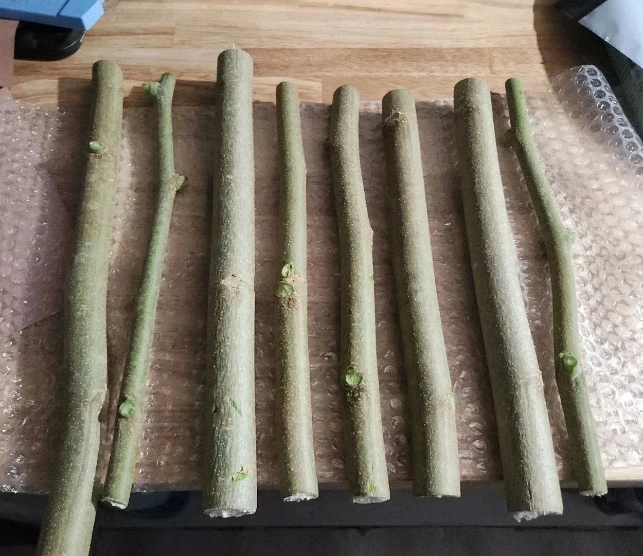 Moringa Oleifera Cuttings (8 Thick) & Horseradish Tree Seeds (10 Non-GMO) - Drumstick Tree, Organic Gardening Supplies