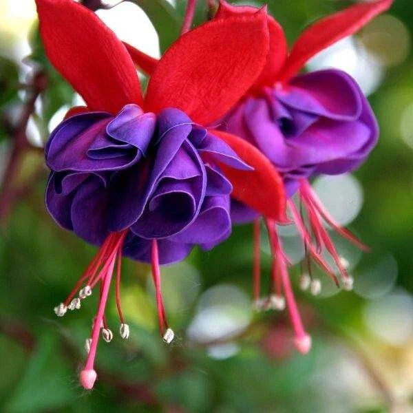 Fuchsia Plant Live | 3-4" Blue Eye Variety | Hummingbird Attracting | Fuchsia magellanica | Perfect Mother's Day Gift