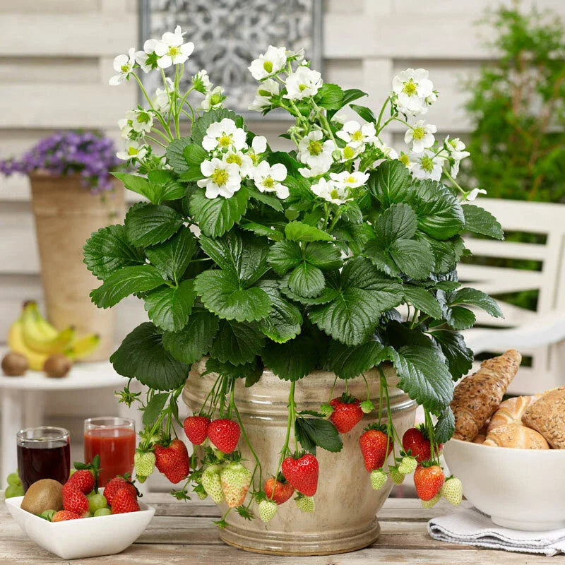 Large Organic Strawberry Plants Set of 3, Well-Rooted, 3 Years Old, Fragaria × ananassa