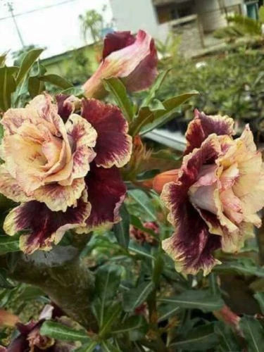 Desert Rose Seeds - 4 Cream Maroon Adenium Flowers - Perennial Plant - US Seller