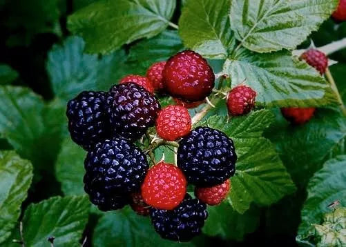 Live Black Raspberry Plants 4-Pack Organic Homesteading Fruit Rubus Occidentalis