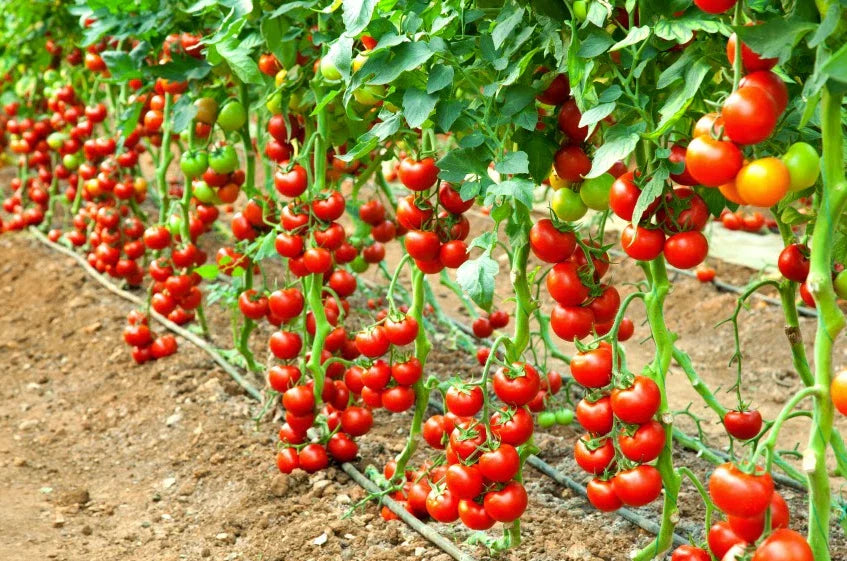 Early Cascade Tomato Seeds - 10+ Pack - Heirloom, Organic, Non-GMO - Rare Variety (Solanum lycopersicum)