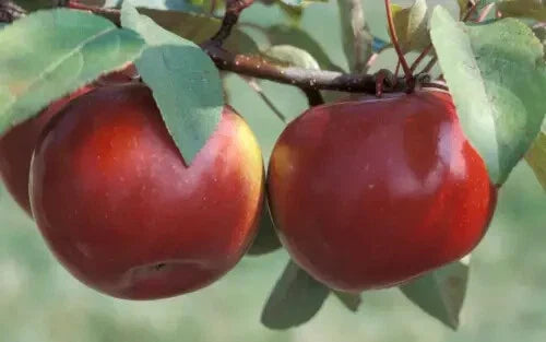 Snow Sweet Apple Seeds - 25 for Garden Planting - Malus domestica - USA Grown - Organic Seedlings Available