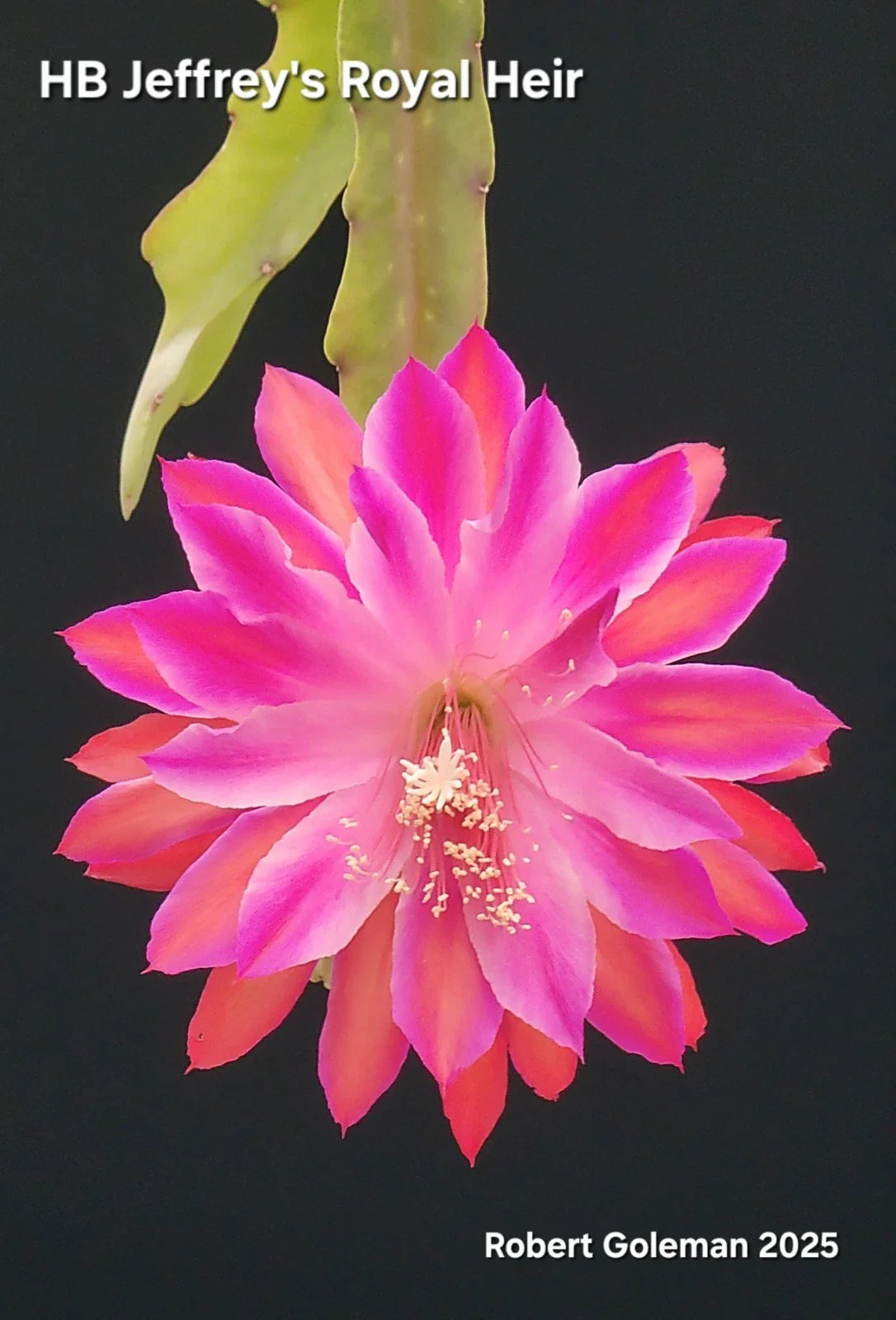 Epiphyllum Cutting - Unrooted 'HB Jeffrey's Royal Heir' - Rare Cactus Variety for Propagation