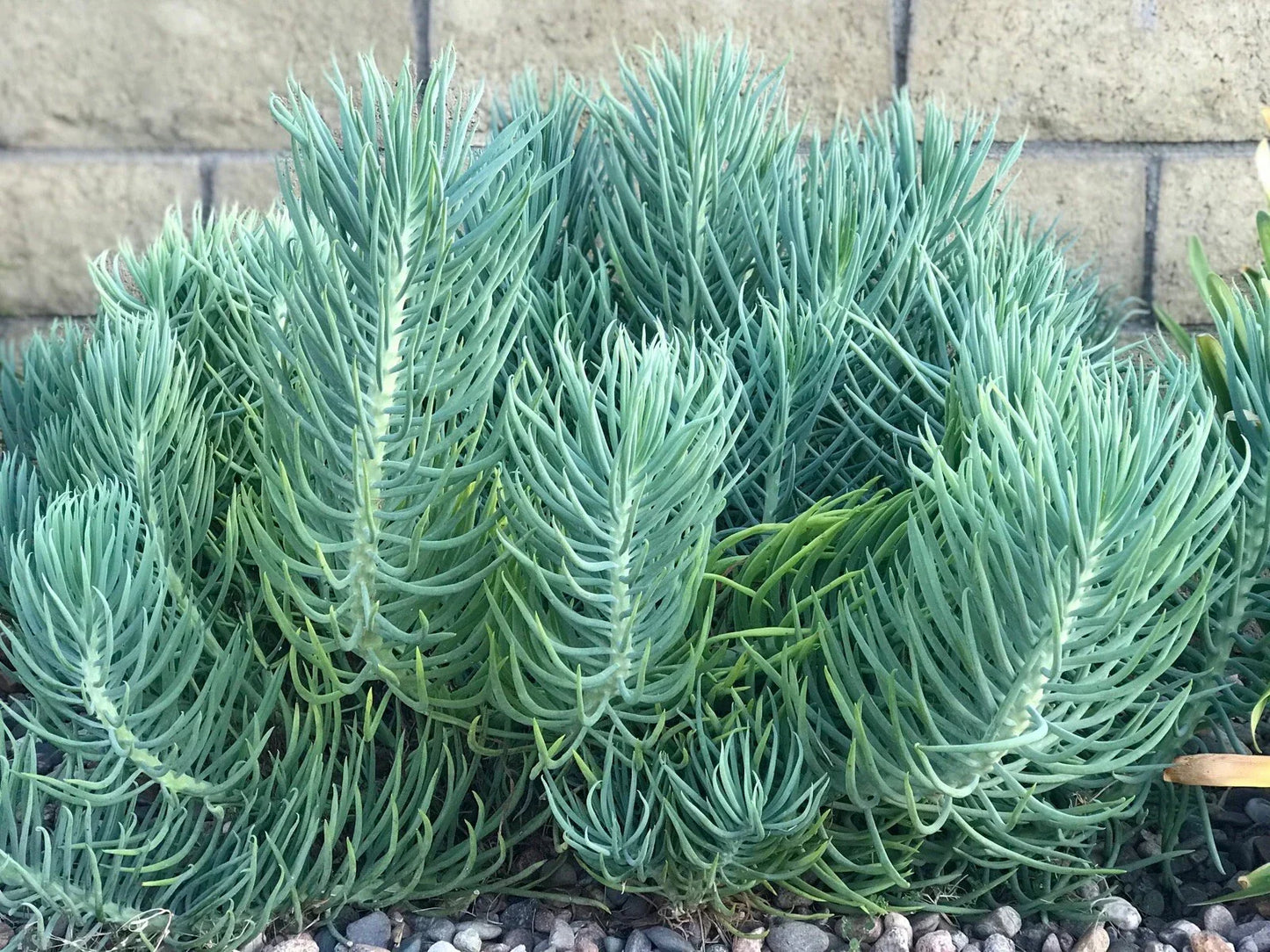 Senecio Mandraliscae Blue Chalk Sticks Succulent Cuttings - 5" Live Plants - Drought-Tolerant Indoor Decor