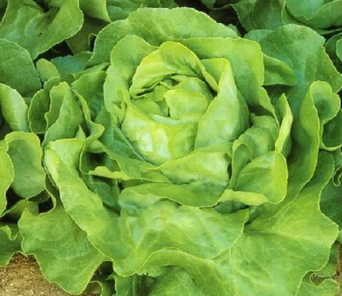 White Boston Lettuce Seeds 600+ Non-GMO Butterhead Lactuca Sativa - USA Grown, Free Shipping