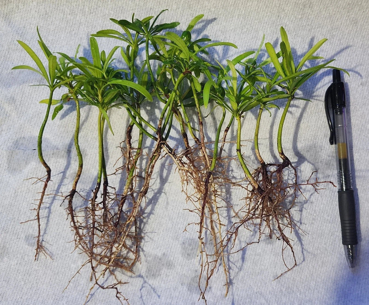 20 Pack Podocarpus Macrophyllus Japanese Yew Live Plants - Evergreen Privacy Hedge Seedlings for Garden Landscaping