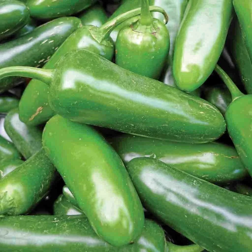 Jalapeno Pepper Seeds 50+ Non-GMO Spicy Vegetable Seeds Capsicum annuum - USA Free Shipping