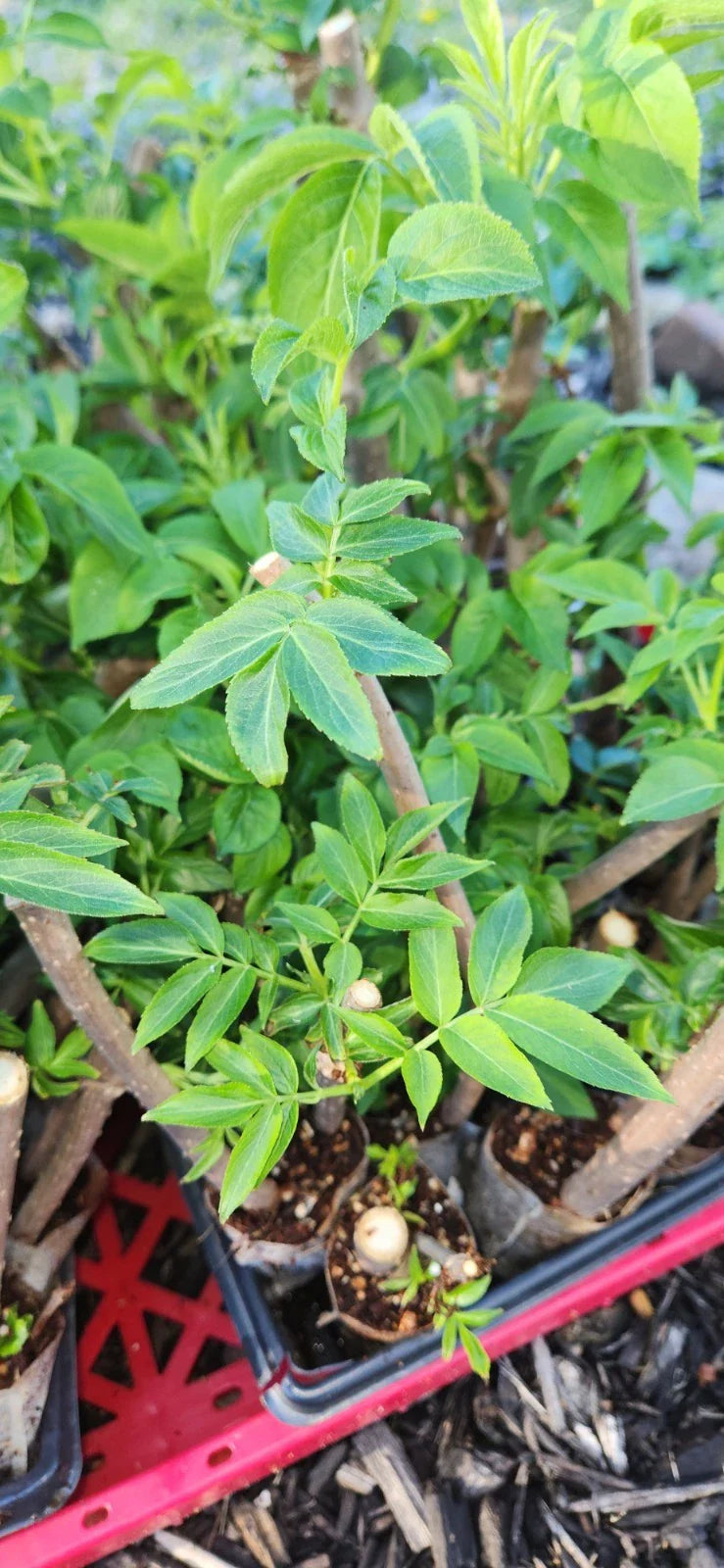 Black Elderberry Plants - 2 Live Bush Cuttings - Sambucus - Rooted for Home Gardening