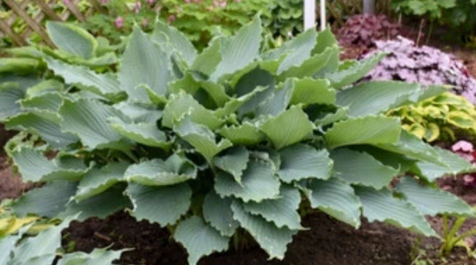 Hosta Plant - Diamond Lake Variety - Blue-Gray Leaves - Perennial Shade Plant (Hosta 'Diamond Lake')