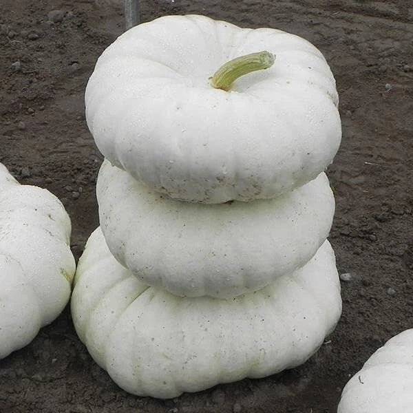 White Flat Stacker Pumpkin Seeds for Planting - 10 Seeds - Cucurbita pepo