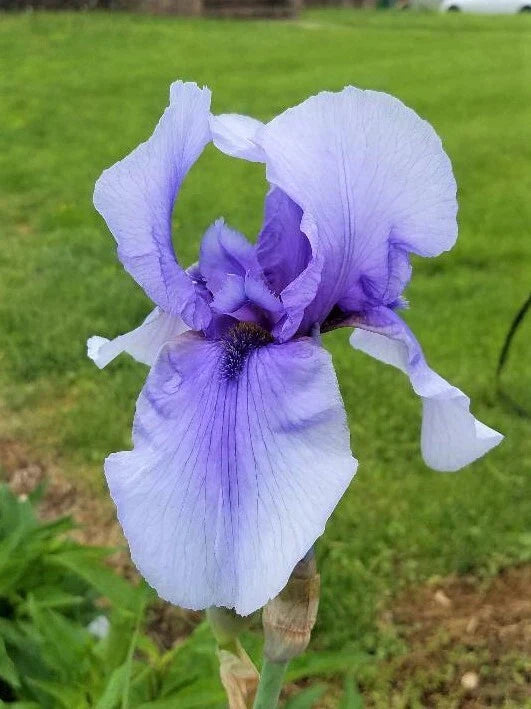 Tall Bearded Iris Rhizome - Perennial Flower Plant - Vibrant Colors - Iris germanica