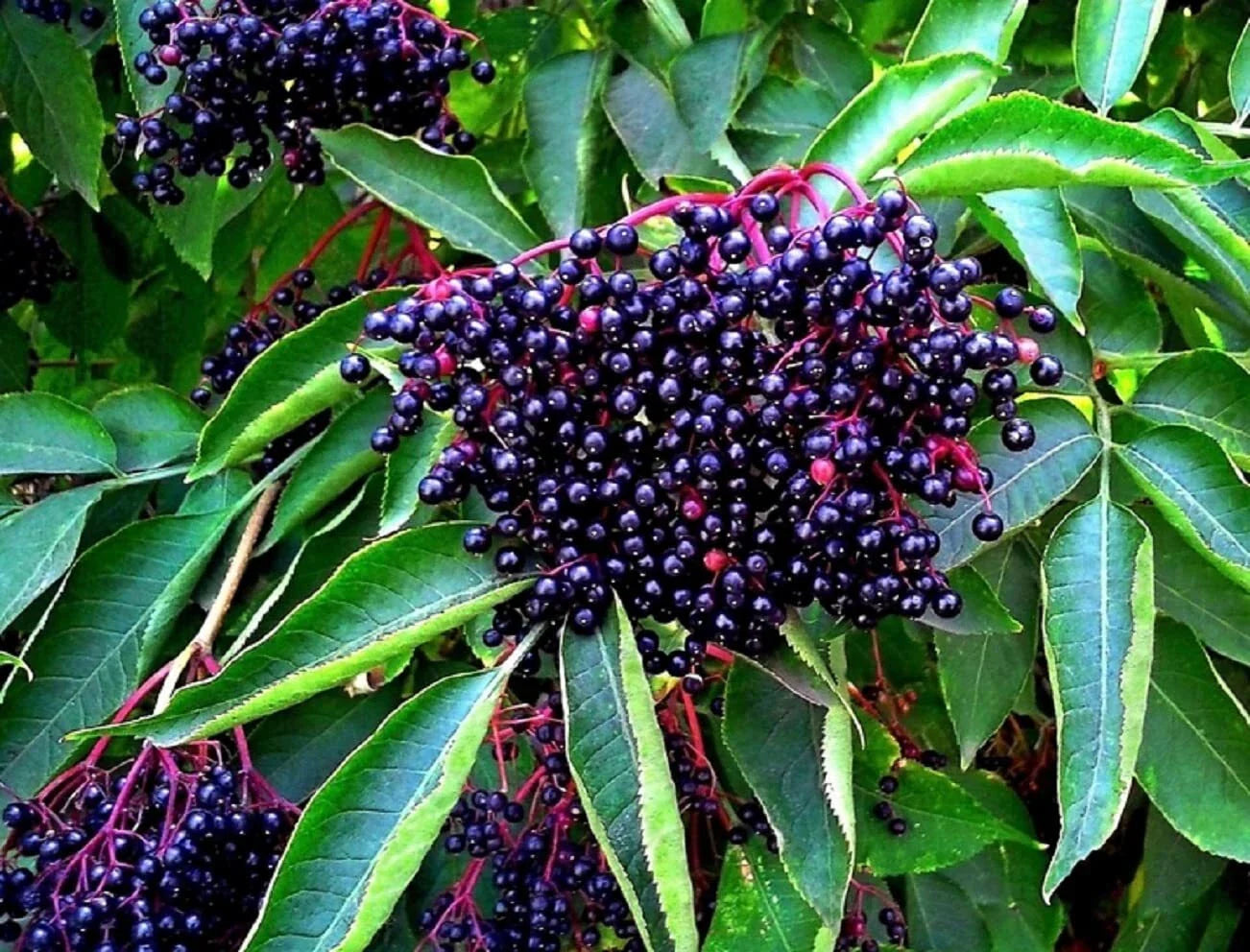 American Elderberry Seeds - 250 Non-GMO Seeds for Planting - Sambucus Canadensis - Organic Garden Starter