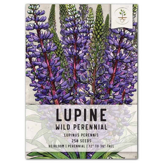 Wild Perennial Lupine Seeds for Planting - Lupinus perennis - Blue Flowering Native Plant Seeds