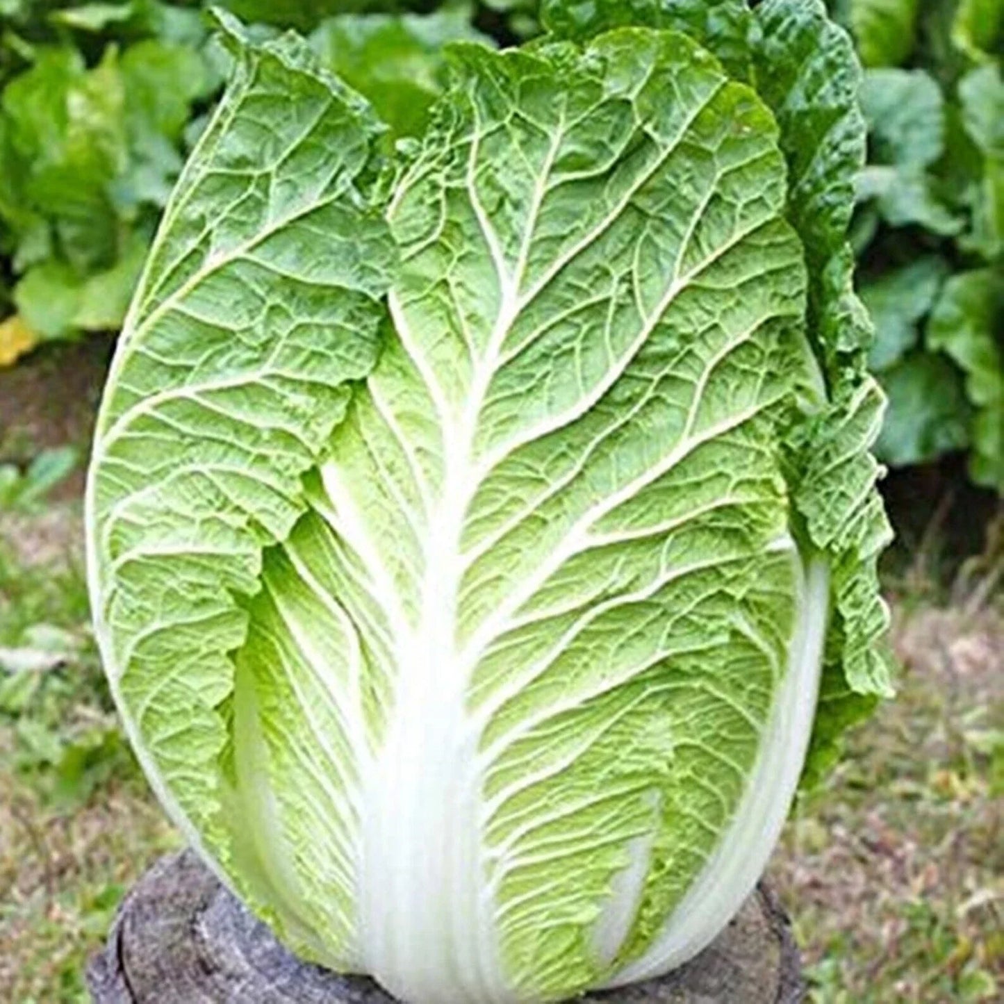 Kyoto No 3 Japanese Napa Cabbage Seeds - 600+ Seeds - Chinese Lettuce - Bok Choy - Brassica rapa var. pekinensis