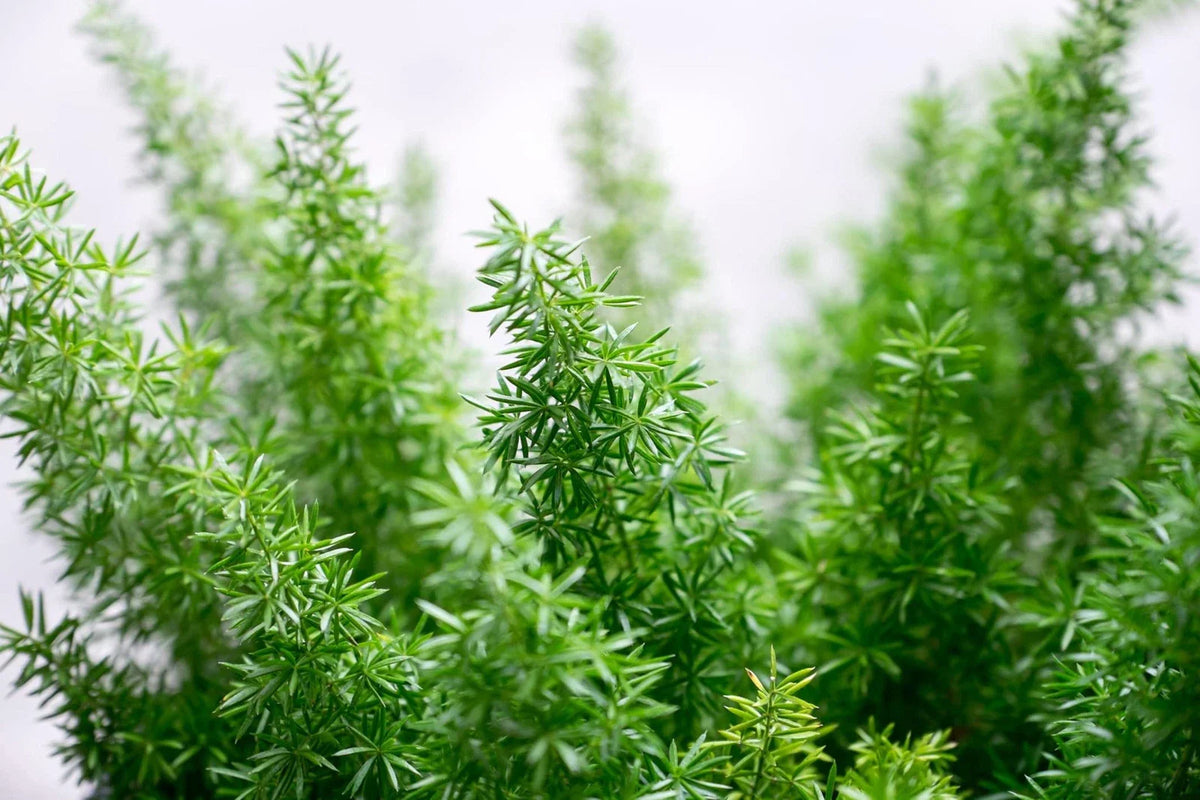 Emerald Fern Seeds for Planting - 6 Seeds, Foxtail Fern, Asparagus sprengeri, Tropical Indoor Plant