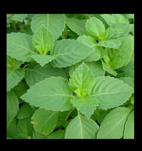 Tulsi Holy Basil Seeds - 1,600 Heirloom Culinary Seeds, Fresh Sacred Herb for Gardening, Ocimum sanctum