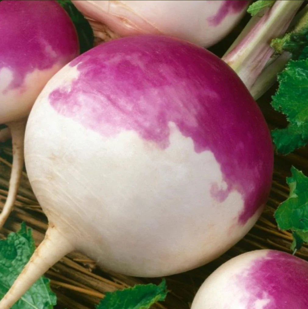 Turnip Seeds 2000 Count Purple Top White Non-GMO Heirloom Brassica rapa
