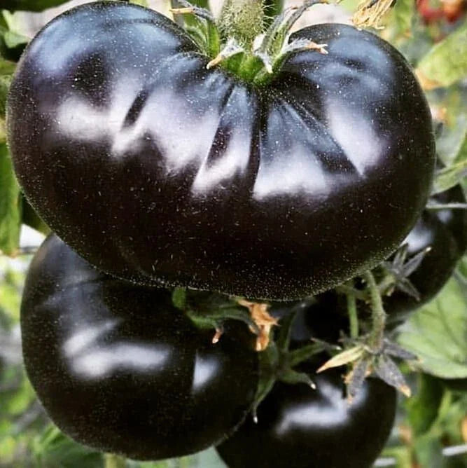 Black Sea Man Tomato Seeds - 120+ Heirloom Organic Seeds - Rare Variety - Solanum lycopersicum