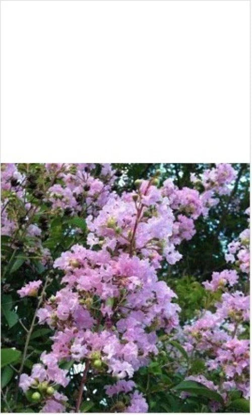 Crape Myrtle Tree Cuttings 3-4 Rhapsody In Pink Live Plant Lagerstroemia indica