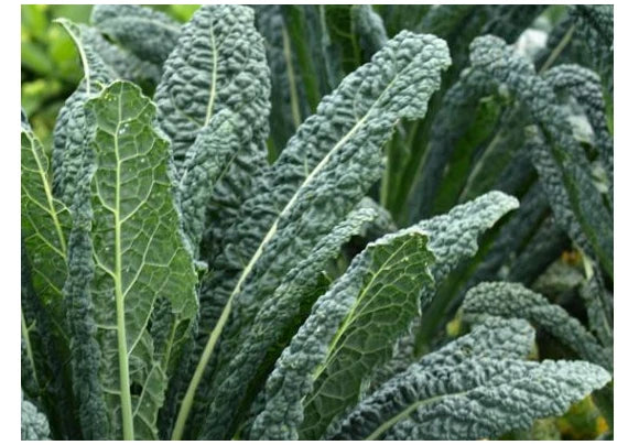 Organic Black of Tuscany Kale Seeds - Heirloom Italian Variety - Brassica oleracea var. sabellica