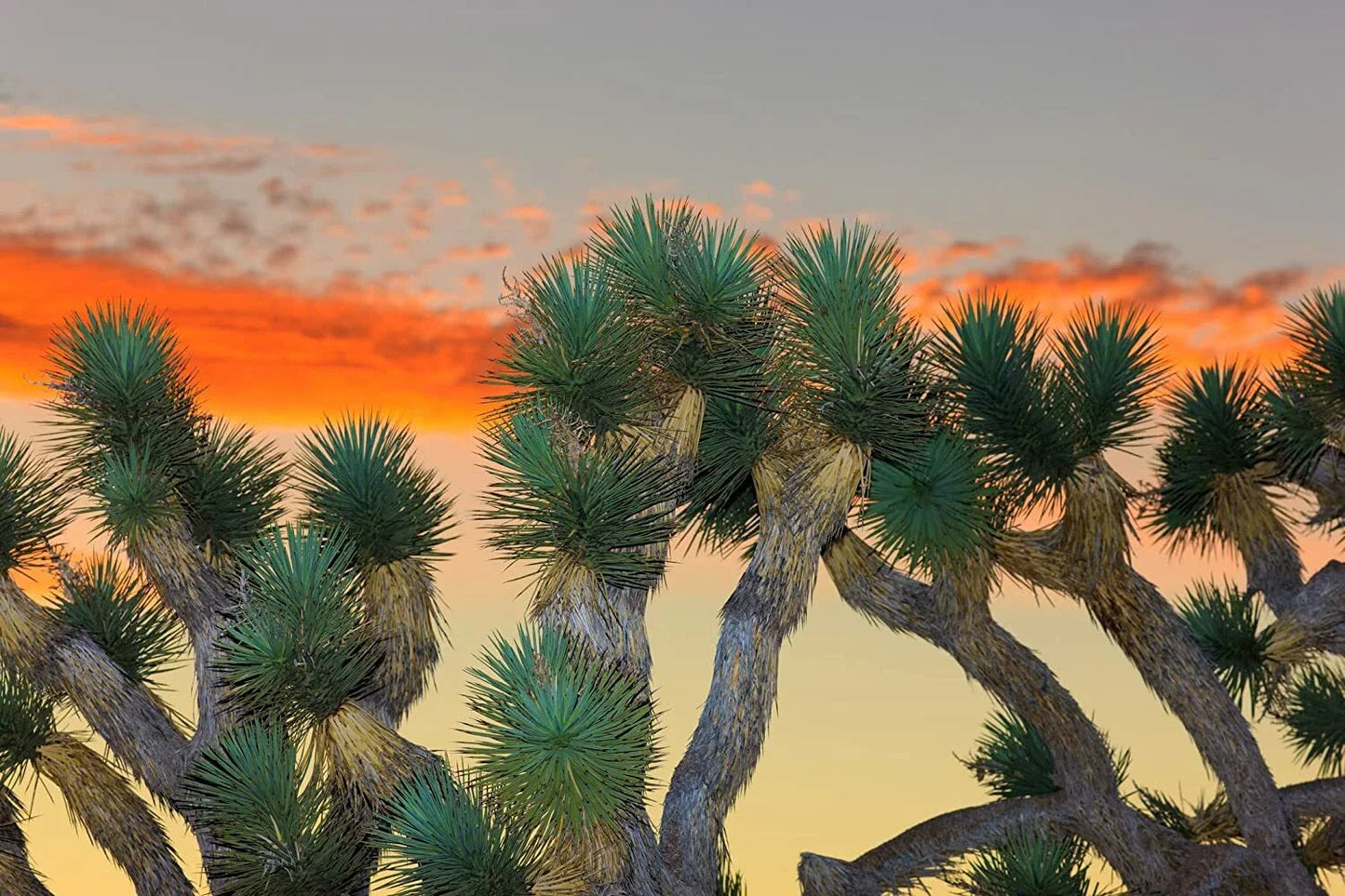 Joshua Tree Bonsai Seeds - 10 Pack - Grow Unique Joshua Tree (Yucca brevifolia) Bonsai