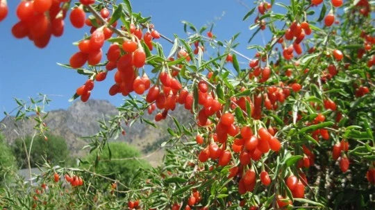 Goji Berry Plants - 6-8 Inches Tall - Well Rooted - Lycium barbarum - Buy 1 Get 2 Free Offer