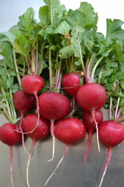 Crimson Giant Radish Seeds - 100/200/500/2000 Heirloom Seeds for Crispy, Huge Harvests - Raphanus sativus