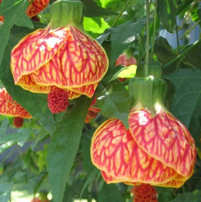 Abutilon Orange Tiger Live Plant 4-6in Tall Bell Hibiscus Malvaceae No Pot