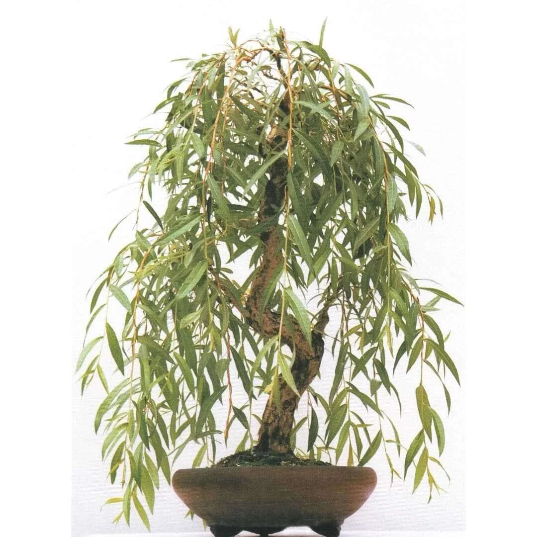 Weeping Willow Bonsai Tree Cutting - Gold Bark, Vibrant Green Foliage - Salix babylonica