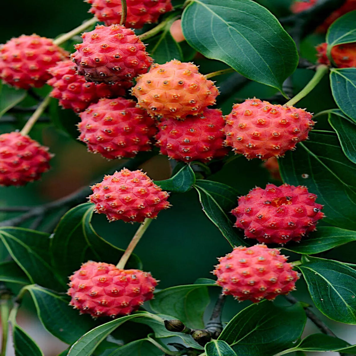 Kousa Dogwood Tree Seeds - Chinese Milky Way - Hardy 5 - White Flowers, Red Fruit - Cornus kousa
