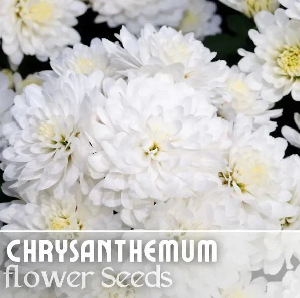 Chrysanthemum Seeds - 200 Pearl Gem Mum Flower Seeds - Annual Flower Seeds, Garden Planting, Easy to Grow
