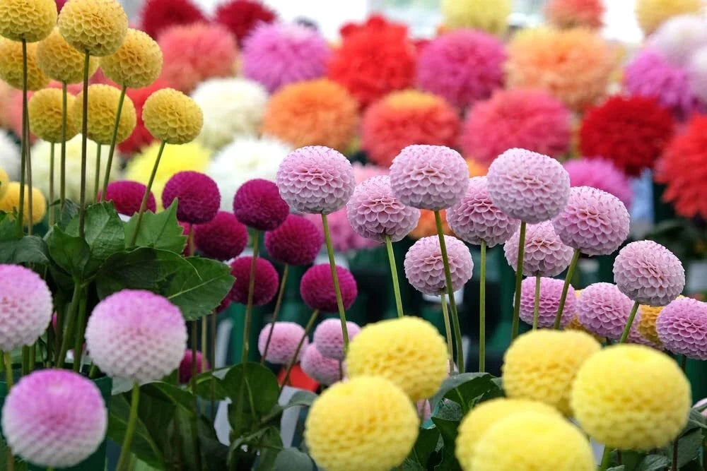 Dahlia Pom Pom Seeds - 100+ Seeds - Mixed Colors - Dahlia pinnata