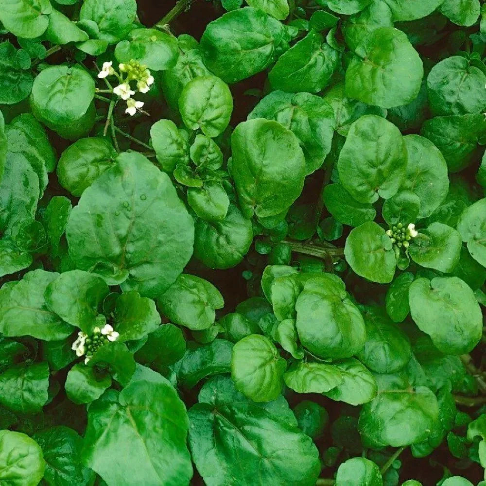 Watercress Seeds - 1200+ Heirloom Organic Non-GMO - Fresh Cress Seeds for Gardening (Nasturtium officinale)