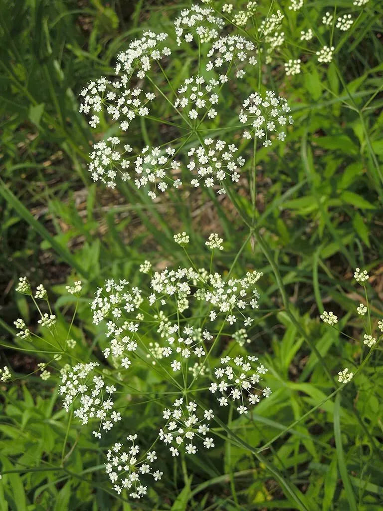 Wild Dill Seeds for Planting - 50 Seeds - Perideridia Americana - Heirloom Herb Seeds for Garden & Culinary Use