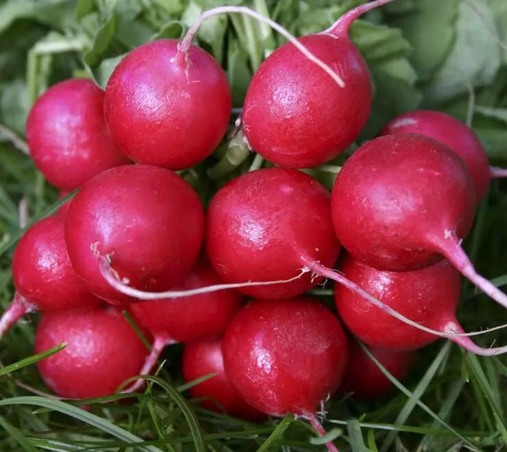 Radish Seeds Cherry Belle 200+ Pack, Garden Vegetables for Cooking, Raphanus sativus, Free Shipping