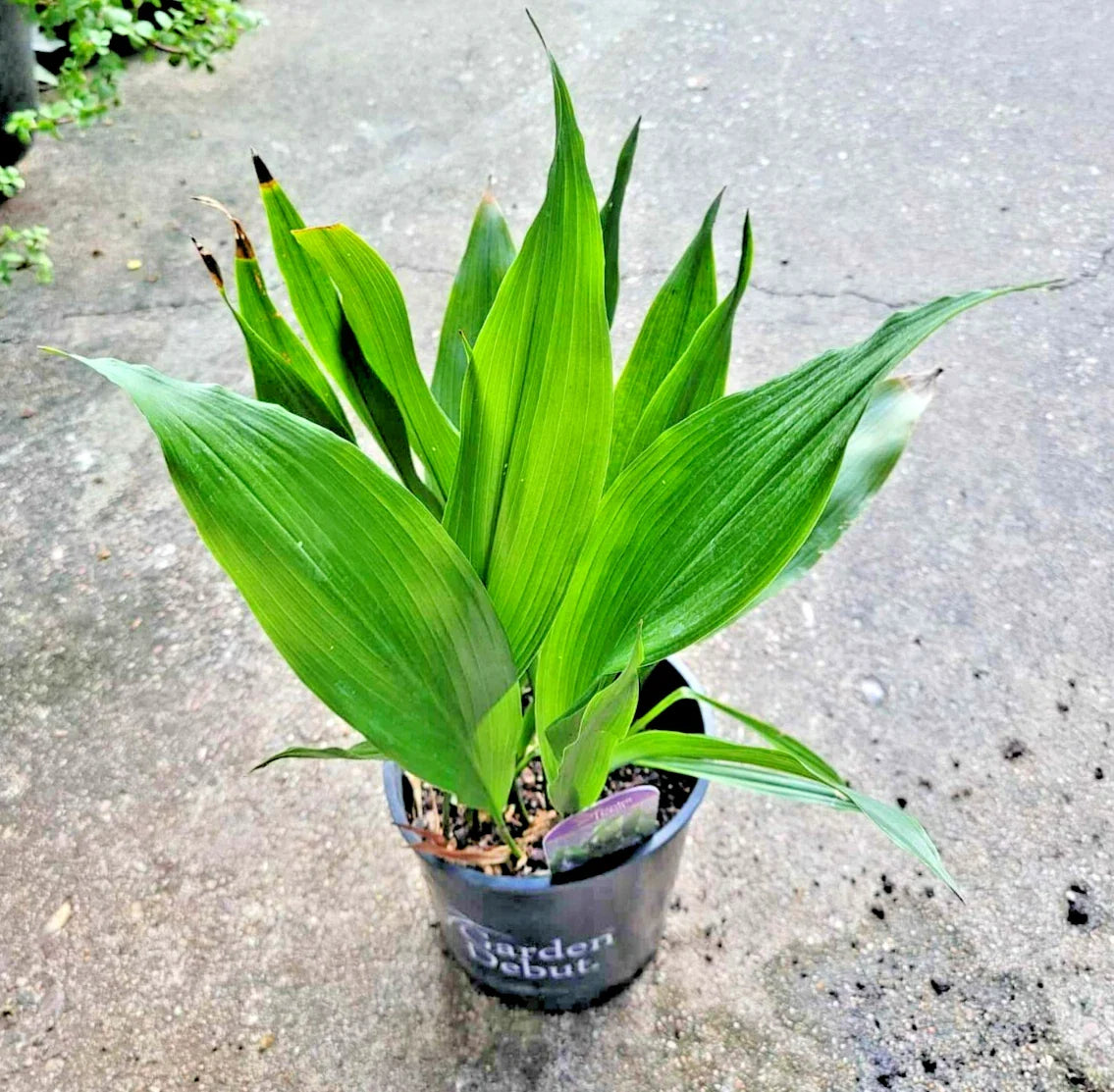 Dwarf Aspidistra Elatior - Tiny Tank Plant, Cast Iron Plant - Low Light Houseplant for Indoor Decor
