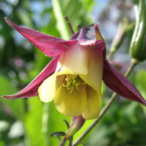 Oriental Columbine Seeds | Non-GMO Flower Seeds | Aquilegia Orientalis | Garden Planting
