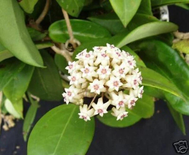 Rare Hoya limoniaca Rooted Plant 2.5" Pot