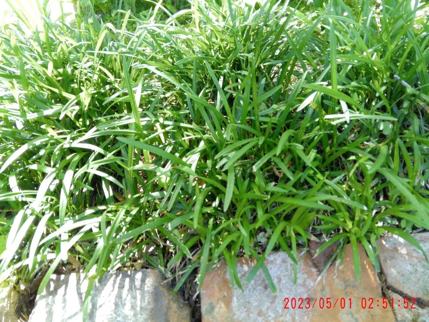 Monkey Grass Plants - 25 Pcs Bare Roots - Liriope Muscari - Ground Cover, Shade Tolerant, Low Maintenance
