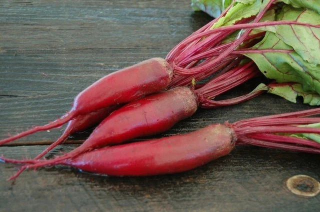 Cylindra Beet Seed - Organic Fresh Seed for Gardening, Beta vulgaris