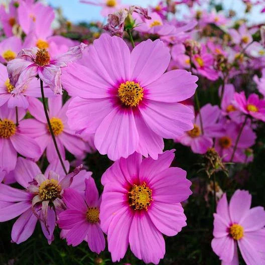 Cosmos Seeds - 200 Non-GMO Heirloom Pink Flowers - Cosmos bipinnatus 'Radiance'