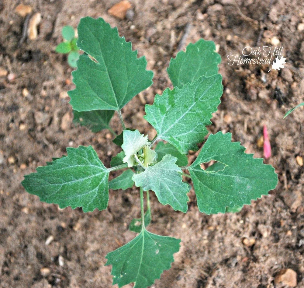 Set of 3 Live Edible Herb Plants - Lamb's Quarters, Wild Spinach, Pigweed (Chenopodium album) - Fresh with Roots
