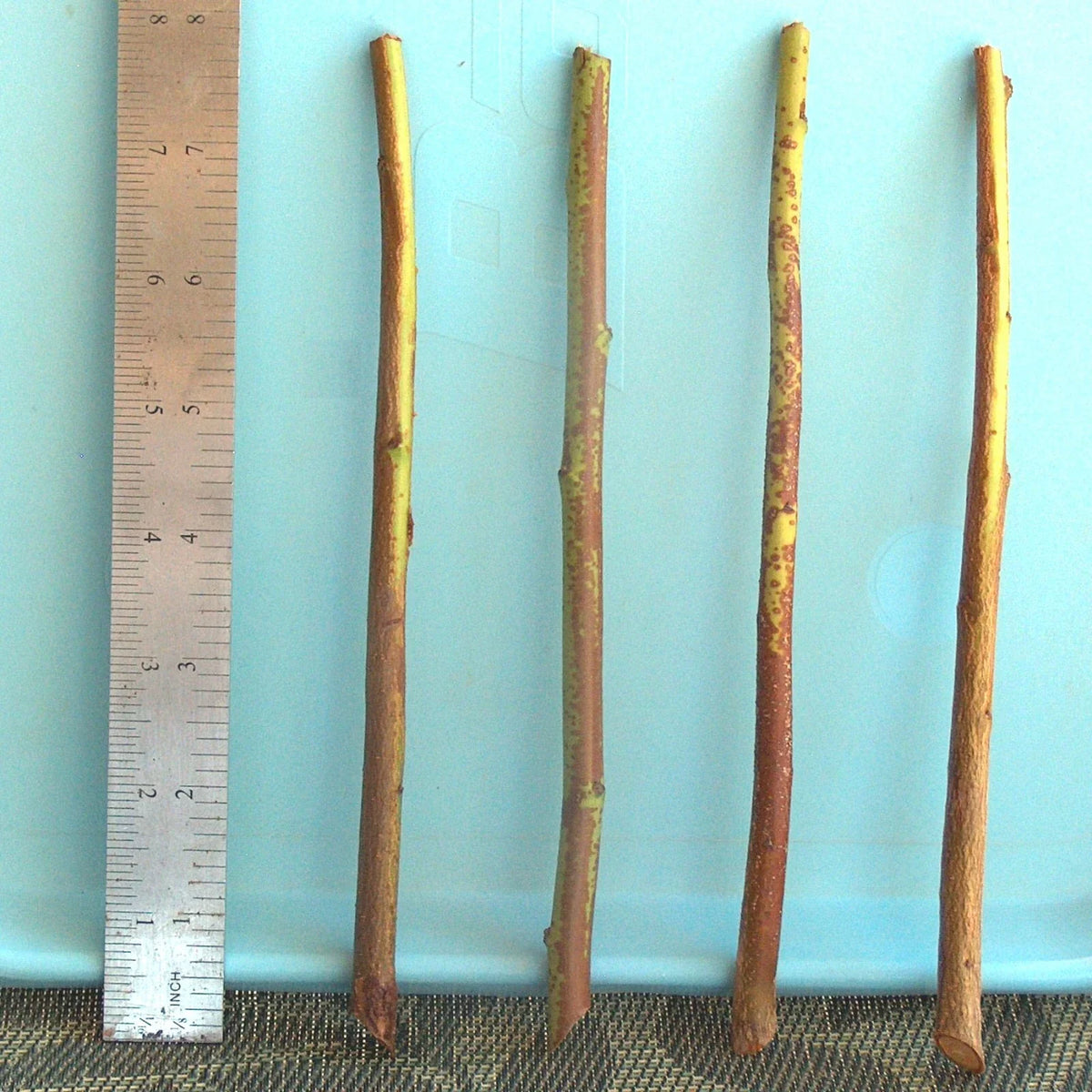 Plum Tree Rootstock Cutting Semi-Dwarf NO ROOT for Scion-Wood Grafting Prunus domestica - 10 Pack