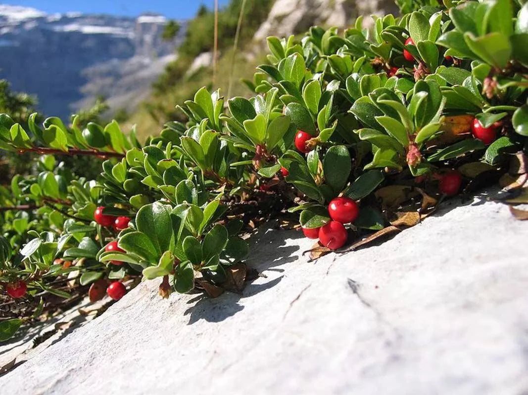 Bearberry Seeds for Planting, 15 Seeds - Fruit Bearing Ground Cover, Arctostaphylos uva-ursi