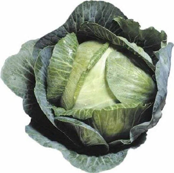 1000+ Cabbage Seeds - Heirloom Early Jersey Wakefield - Non-GMO - Fresh Cabbage Seeds for Home Garden