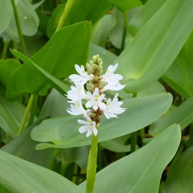 WHITE Pickerel Rush Plant - 6-8 Inches Tall - Aquatic Perennial with Purple Blooms - Pontederia cordata